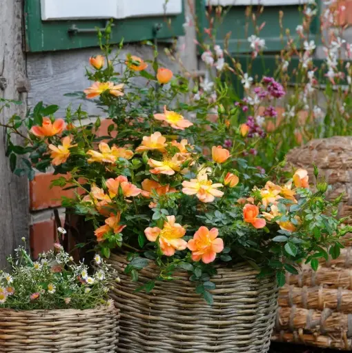 [123330] Rosier Bijenveelde Apricot Pot P17 cm