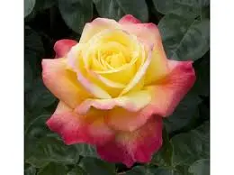 [103632] Rosier Pullman Orient Express ® Pot C3L