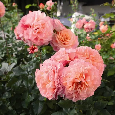 [130369] Rosier Augusta Louise Pot C5Litres XL ** Une des plus parfumée **