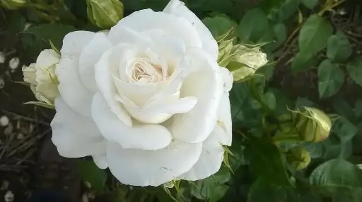 [137414] Rosier Annapurna® Pot C5L **Parfumée / Résistant**