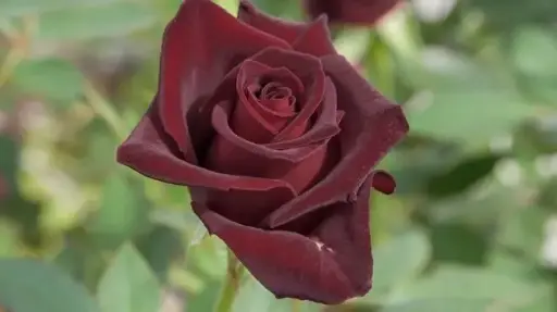 [102005] Rosier Black Baccara® Pot C3L
