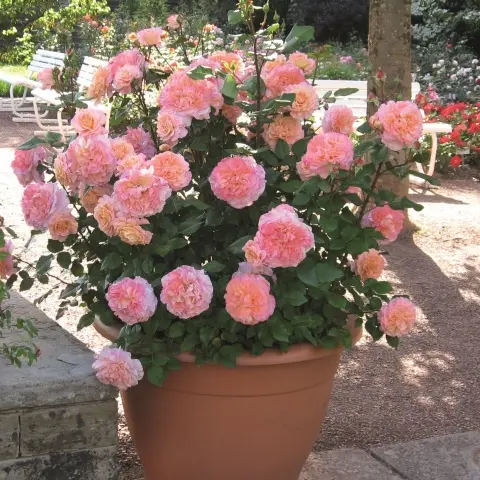 [123228] Rosier Augusta Luise® Pot C3L **Parfumée**