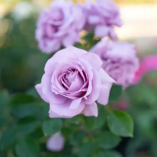 [134790] Rosier Blue Girl® Pot  **Parfumé**