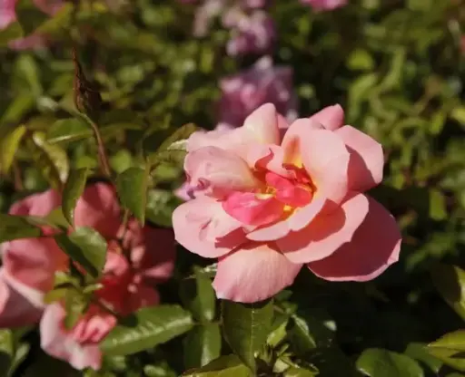 [137087] Rosier Sweet Fragance® Pot C3.6Litres **Très florifère et parfumé**