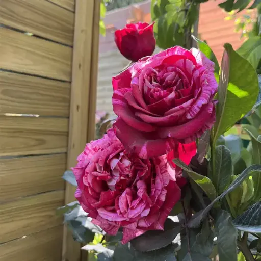 [121981] Rosier Henri Matisse Pot C5Litres