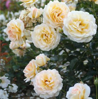 [144805] Rosier Jean Pierre Foucault Pot C5Litres ** Très parfumée **