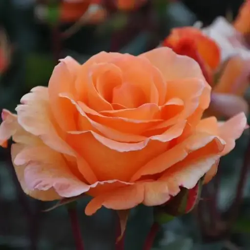 [102457] Rosier Doris Tysterman Tige 110 cm Pot