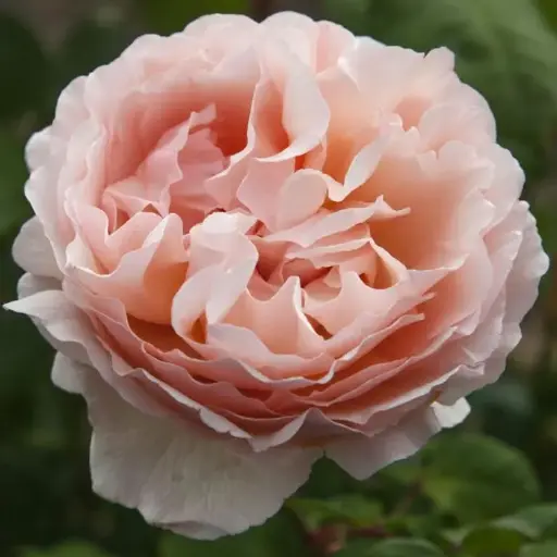 [143824] Rosier Princesse Charlene de Monaco ® Pot C5Litres XL ** Très parfumée **