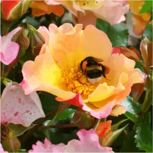 [122359] Rosier Bee Proud Pot C3.6L