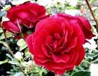 [120698] Rosier Sympathie C5litre Tipi