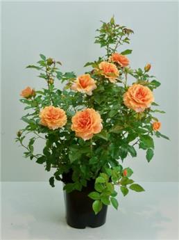 [145101] Rosier Isn T She Beautiful Pot C5Litres