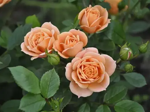 [134131] Rosier Apricot Clementine Pot P19 cm