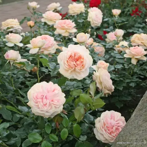 [130380] Rosier Garden of Roses Pot C3Litres