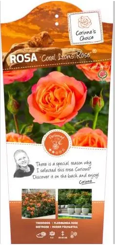 [144980] Rosier Coral Lions Rose Buisson Pot C5L **parfumé**NEW