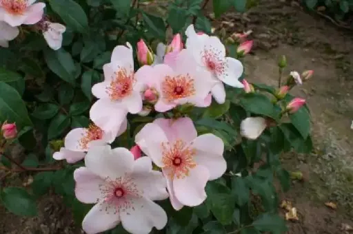 [105772] Rosier Astronomia = Sweet Pretty