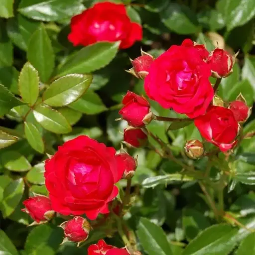 [127022] Rosier Meilove Red buisson Pot P19