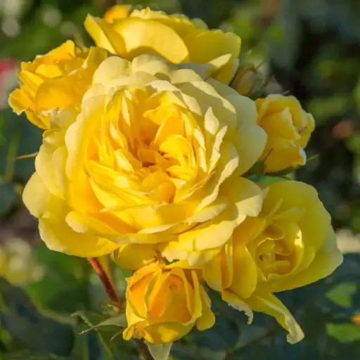 [130698] Rosier Meilove Yellow Pot C5