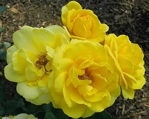 [144257] Rosier AllGold Pot ** Parfumé **