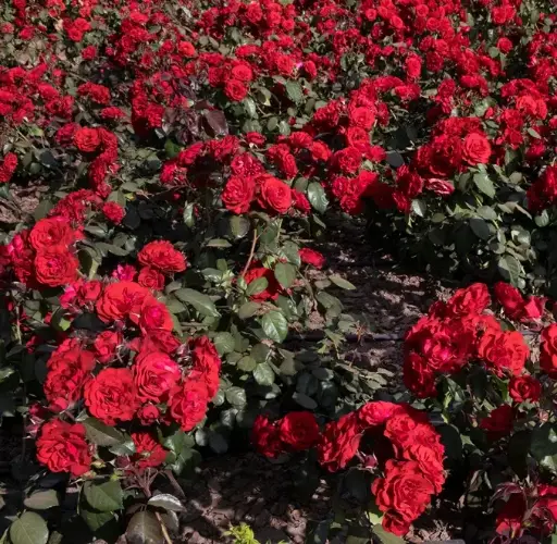 [107302] Rosier Europeana Pot C3L