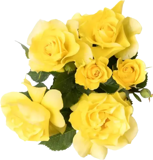 [112215] Rosier Friesia Pot ** Parfumé **
