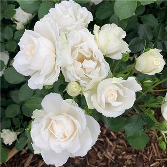 [112212] Rosier Princess Of Wales ** Parfumée**