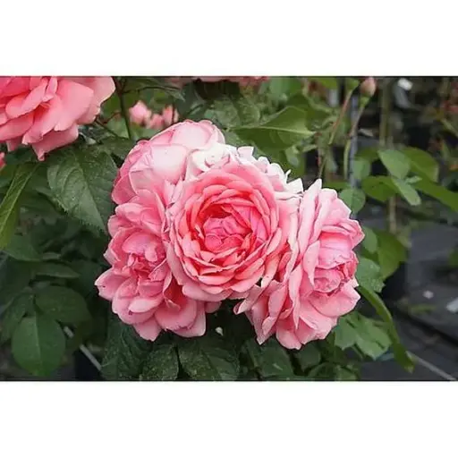 [101590] Rosier Kimono Pot C3.5