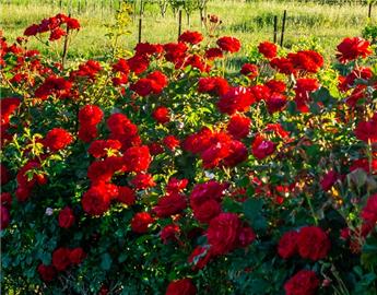 [101591] Rosier Marleen Pot19