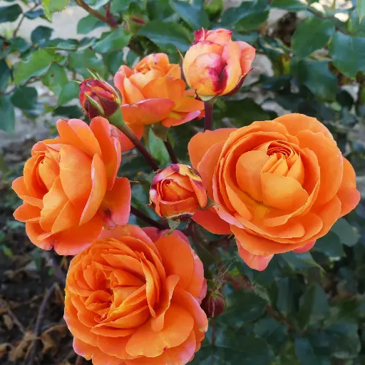 [101589] Rosier Orange Sensation Pot C3.5Litres