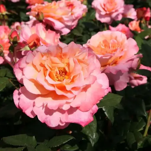 [144538] Rosier Augusta Louise tige 60 cm Pot