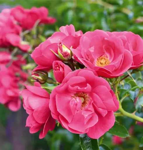 [133599] Rosier Heidetraum Tige 90 cm Pot