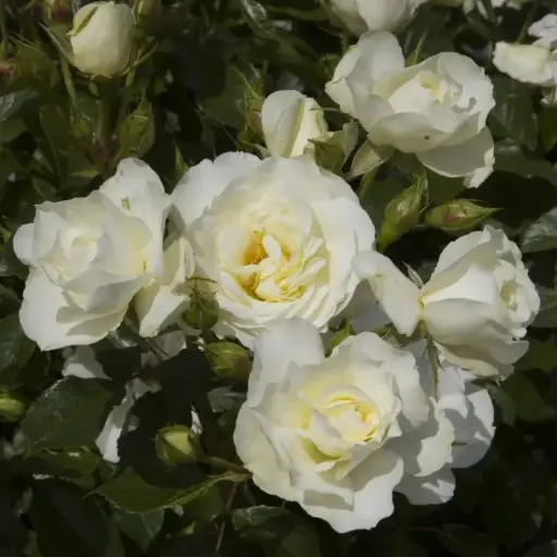 [133090] Rosier Meilove White Tige 110 cm Pot P24 cm