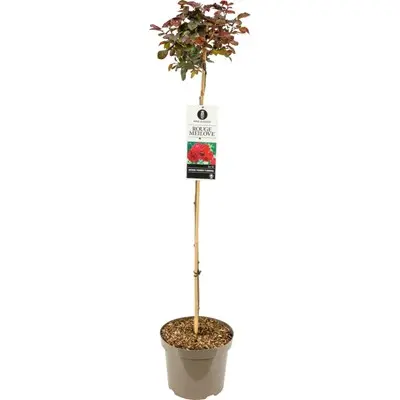 [133087] Rosier Meilove Orange Tige 110 cm P24 cm