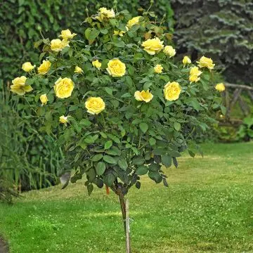 [144966] Rosier Meilove Yellow Tige 110 cm Pot P24 cm