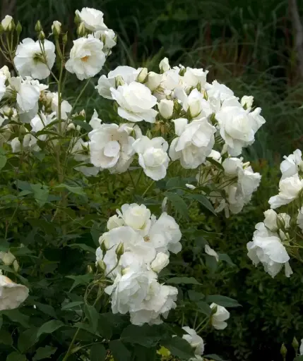 [111739] Rosier Schneewitchen Tige 110 cm Pot C5L