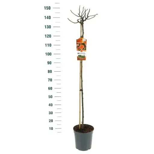 [127221] Rosier Meilove Orange Tige 90 cm Pot P24 - C7.5L