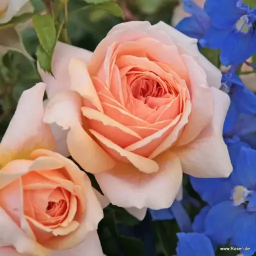 [143540] Rosier Garden of Roses Tige 90 cm Pot P24 cm