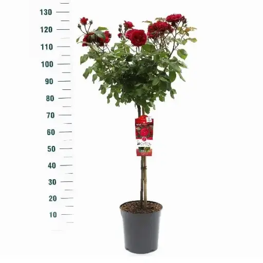 [133088] Rosier Meilove Red tige 90 cm P24 cm