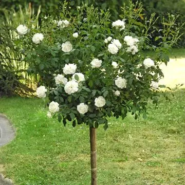 [133091] Rosier Meilove White tige 90 cm Pot P24 cm