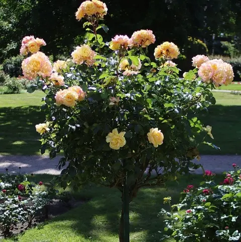 [134597] Rosier Lampion Tige 90 cm Pot P24 cm