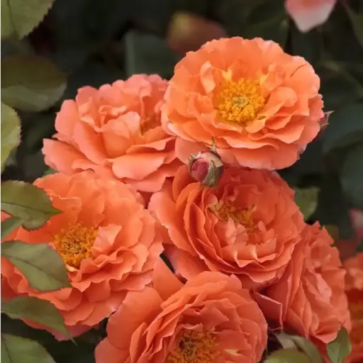 [130699] Rosier Meilove Orange Tige 60 Pot P24 - C7.5Litres