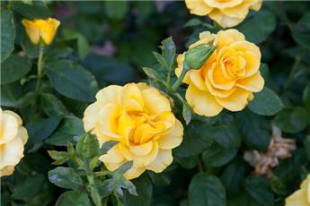 [121671] Rosier Melgold Tige 110 cm Pot