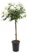 [126726] Rosier Meilove White Tige 60 cm P24 cm
