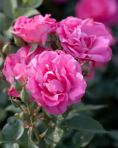 [102011] Rosier Melrose Tige Pot