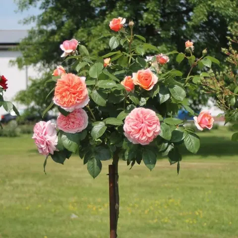 [124569] Rosier Chippendale Tige 90 cm Pot