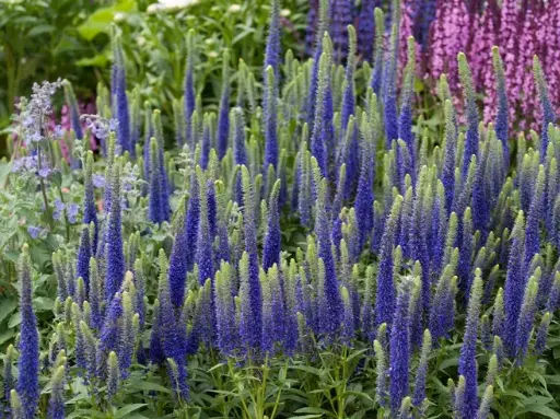 [109875] Veronica spicata Atomic Blue Pot P17cm