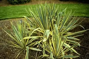 [134771] Yucca filamentosa Bright Edge  Pot C3.6