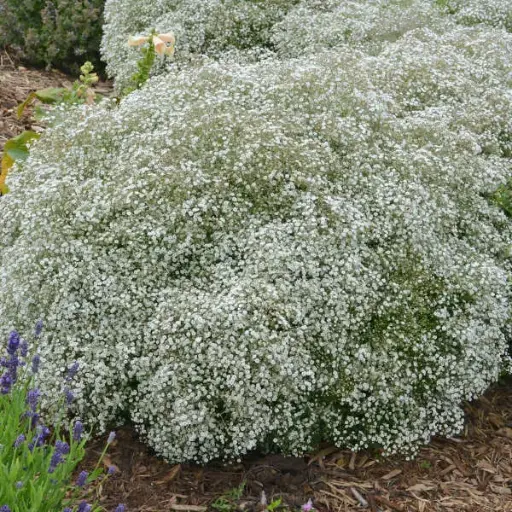 [119415] Gypsophilla paniculata Summer Sparkles Pot C2Litres