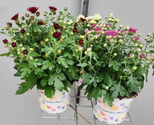 [127661] Chrysanthemum Mum S Garden Pot P12 cm variés
