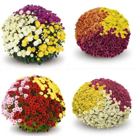 [145215] Chrysanthemum pomponette Carnaval tricolor P19