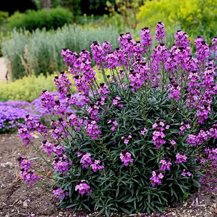 [104202] Erysinum Bowles mauve Pot P13